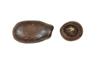 Radiole de hemisidaris